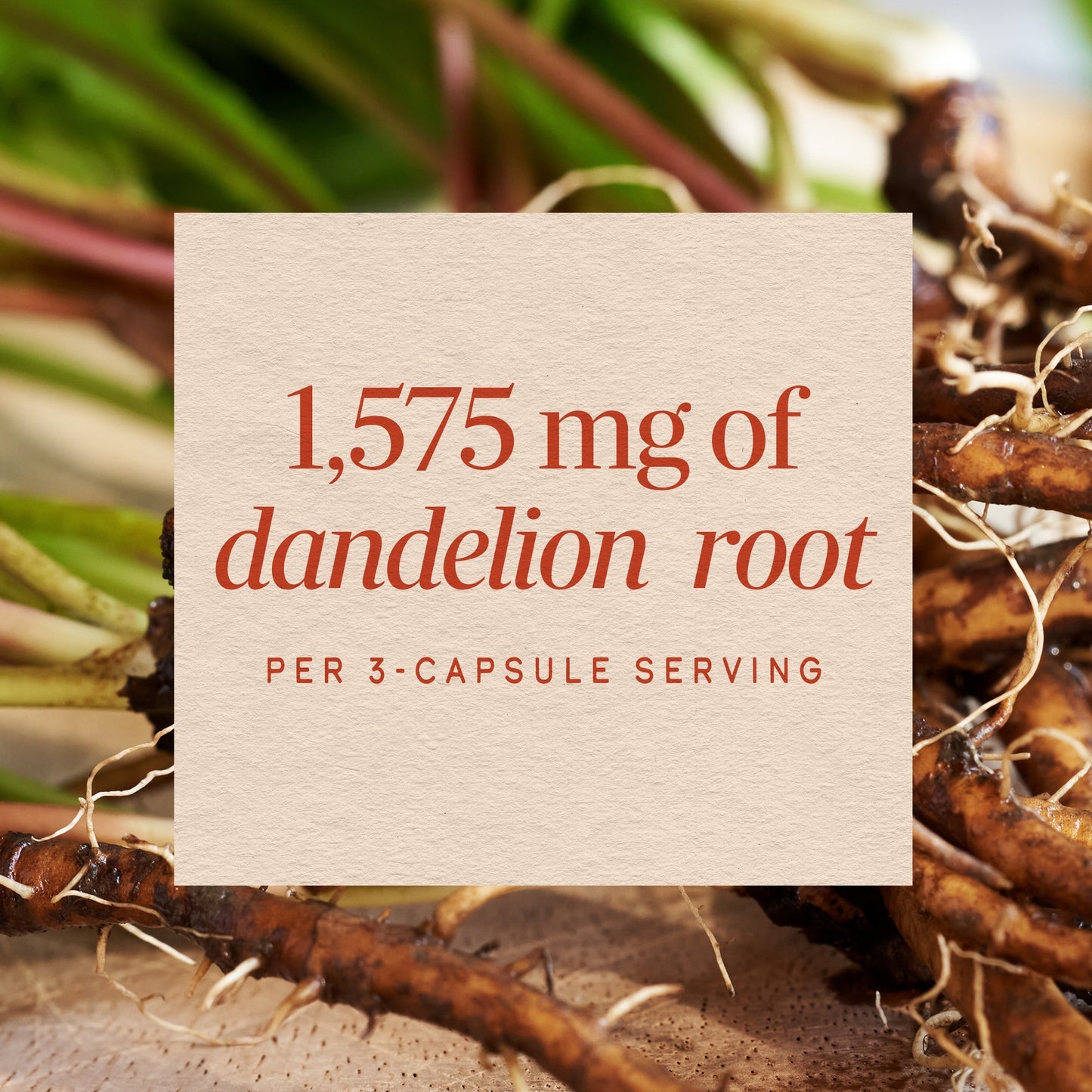 Nature's Way® Dandelion Root | Raíz de Diente de León | 100 Cápsulas Vegetales