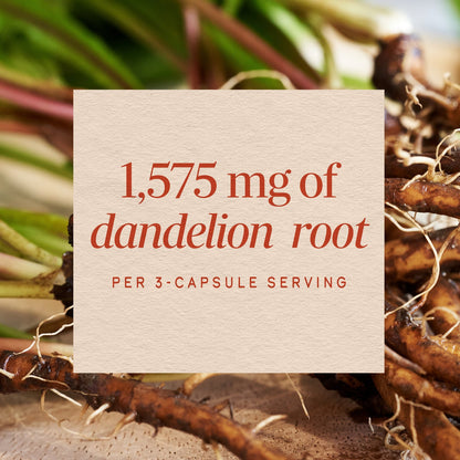 Nature's Way® Dandelion Root | Raíz de Diente de León | 100 Cápsulas Vegetales